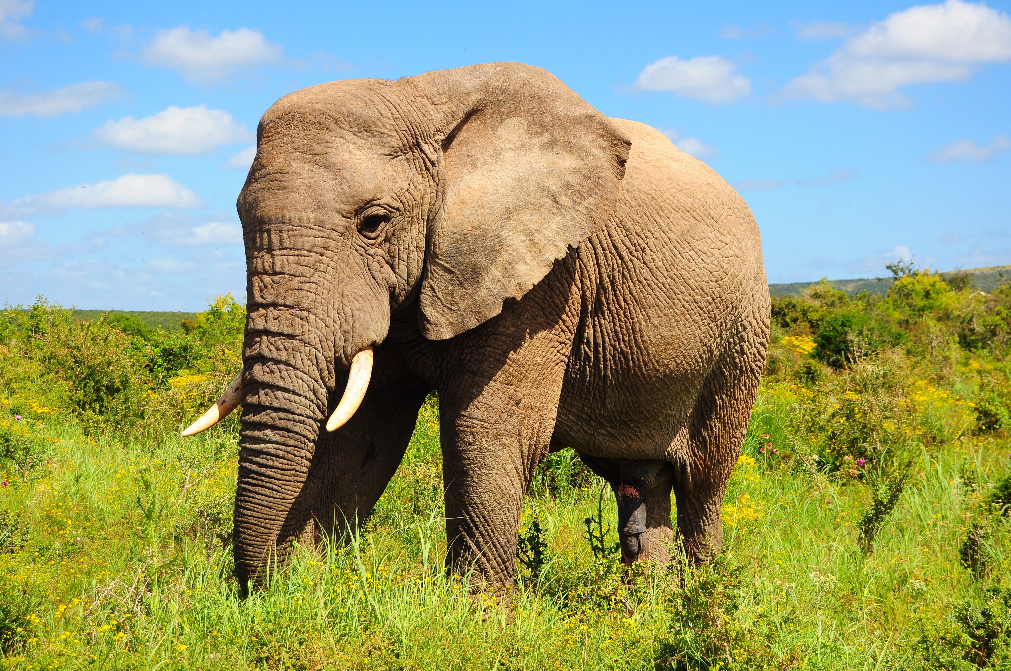 Внешний вид слонов. Саванный Африканский слон Африки. Африканский кустарниковый слон. Саванный слон. Африканский Элефант слон.